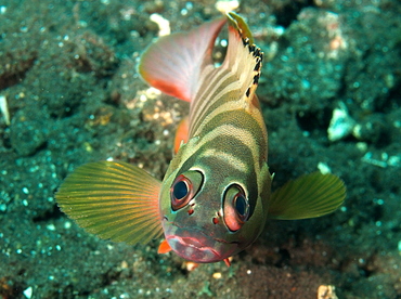 Blacktip Grouper - Epinephelus fasciatus - Bali, Indonesia