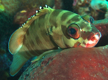 Blacktip Grouper - Epinephelus fasciatus - Wakatobi, Indonesia