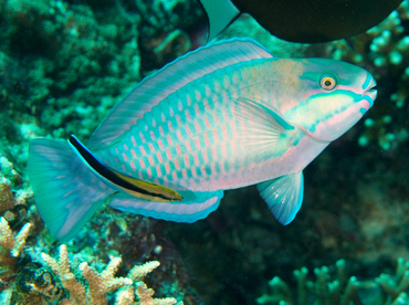Bleeker's Parrotfish - Chlorurus bleekeri - Wakatobi, Indonesia