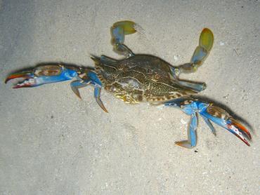Common Blue Crab - Callinectes sapidus - Turks and Caicos