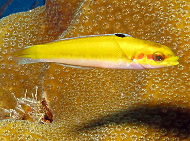 Bluehead - Thalassoma bifasciatum - Belize