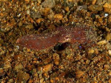 Blue-Ringed Octopus - Hapalochlaena spp. - Anilao, Philippines
