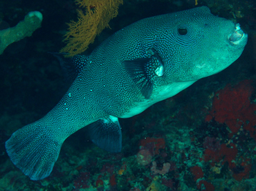 Blue-Spotted Puffer - Arothron caeruleopunctatus - Wakatobi, Indonesia