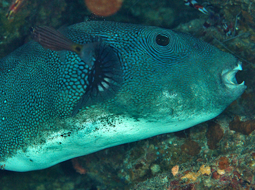 Blue-Spotted Puffer - Arothron caeruleopunctatus - Wakatobi, Indonesia
