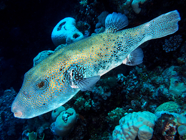 Blue-Spotted Puffer - Arothron caeruleopunctatus - Great Barrier Reef, Australia