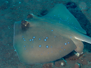 Blue-Spotted Stingray - Neotrygon kuhlii - Bali, Indonesia