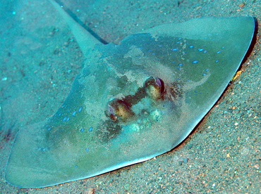 Blue-Spotted Stingray - Neotrygon kuhlii - Bali, Indonesia