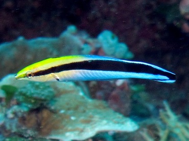 Bluestreak Cleaner Wrasse - Labroides dimidiatus - Palau