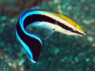 Bluestreak Cleaner Wrasse - Labroides dimidiatus - Bali, Indonesia