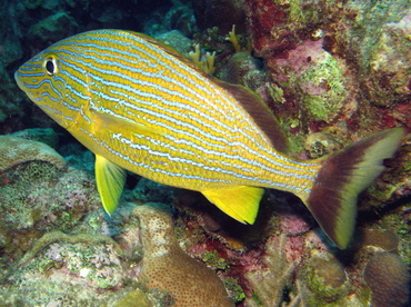 Bluestriped Grunt - Haemulon sciurus - Grand Cayman