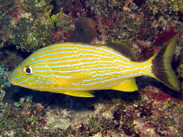 Bluestriped Grunt - Haemulon sciurus - Belize