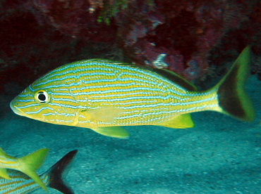 Bluestriped Grunt - Haemulon sciurus - Key Largo, Florida