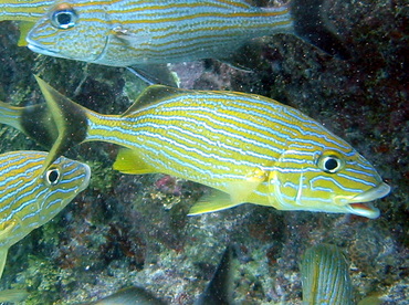 Bluestriped Grunt - Haemulon sciurus - Key West, Florida