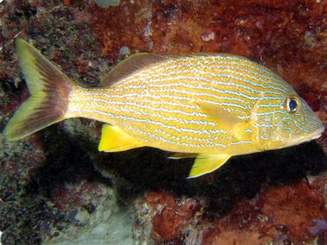 Bluestriped Grunt - Haemulon sciurus - Bonaire