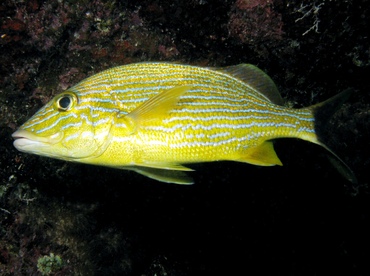 Bluestriped Grunt - Haemulon sciurus - Key Largo, Florida