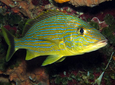 Bluestriped Grunt - Haemulon sciurus - Cozumel, Mexico