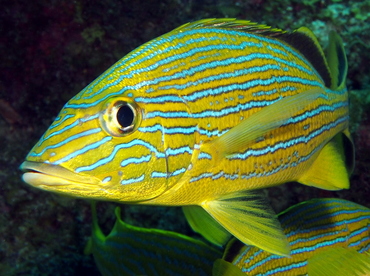 Bluestriped Grunt - Haemulon sciurus - Grand Cayman