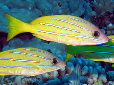 Bluestripe Snapper - Lutjanus kasmira - Lanai, Hawaii