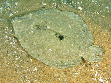 Pacific Leopard Flounder - Bothus leopardinus - Cabo San Lucas, Mexico