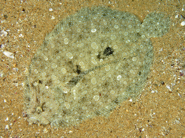 Pacific Leopard Flounder - Bothus leopardinus - Cabo San Lucas, Mexico