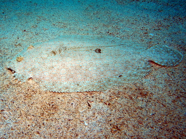 Flowery flounder - Bothus mancus - Big Island, Hawaii