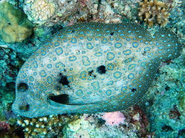 Flowery flounder - Bothus mancus - Palau