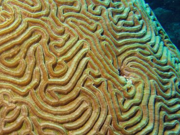 Boulder Brain Coral - Colpophyllia natans - Aruba