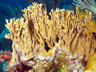 Branching Fire Coral - Millepora alcicornis - The Exumas, Bahamas