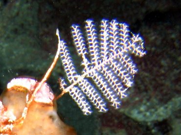 Branching Hydroid - Sertularella speciosa - Roatan, Honduras