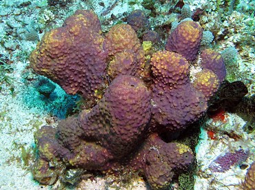 Branching Tube Sponge - Aiolochroia crassa - Cozumel, Mexico