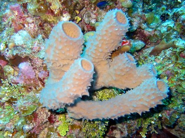 Branching Vase Sponge - Callyspongia vaginalis - Little Cayman
