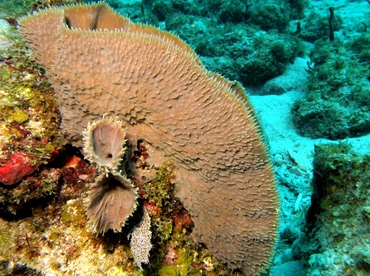 Branching Vase Sponge - Callyspongia vaginalis - St Thomas, USVI