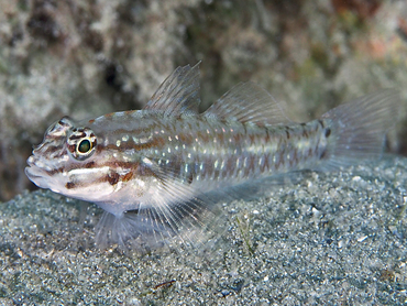 Bridled Goby - Coryphopterus glaucofraenum - Turks and Caicos