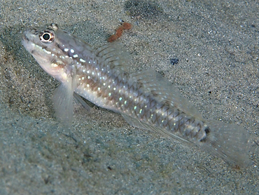 Bridled Goby - Coryphopterus glaucofraenum - Key Largo, Florida