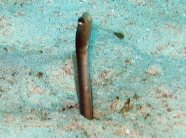 Brown Garden Eel - Heteroconger longissimus - Nassau, Bahamas