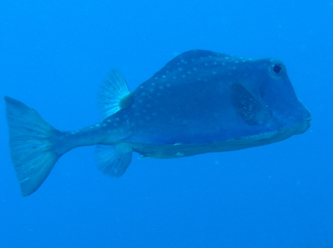 Buffalo Trunkfish - Lactophrys trigonus - Belize