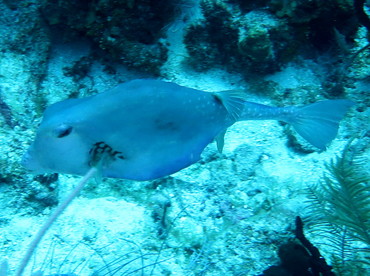 Buffalo Trunkfish - Lactophrys trigonus - Belize