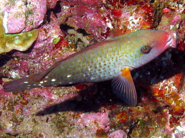 Bullethead Parrotfish - Chlorurus spilurus - Lanai, Hawaii