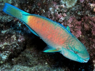 Bullethead Parrotfish - Chlorurus spilurus - Lanai, Hawaii