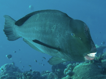 Green Humphead Parrotfish - Bolbometopon muricatum - Palau