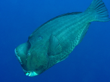 Green Humphead Parrotfish - Bolbometopon muricatum - Palau