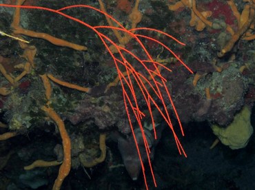 Bushy Sea Whip - Nicella schmitti - Cozumel, Mexico