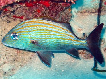 Caesar Grunt - Haemulon carbonarium - Aruba