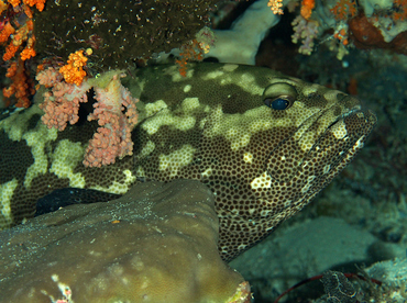 Camouflage Grouper - Epinephelus polyphekadion - Wakatobi, Indonesia