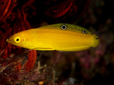 Canary Wrasse - Halichoeres chrysus - Anilao, Philippines