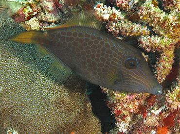 Wirenet Filefish - Cantherhines pardalis - Wakatobi, Indonesia