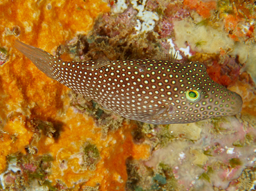 Spotted Sharpnosed Puffer - Canthigaster punctatissima - Cabo San Lucas, Mexico