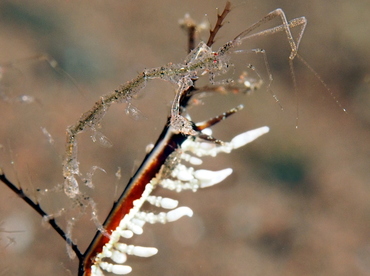 Caprella spp. - Caprella spp. - Bali, Indonesia