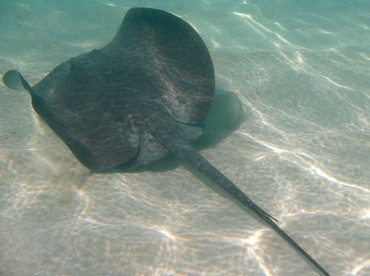 Caribbean Whiptail Stingray - Himantura schmardae - Belize