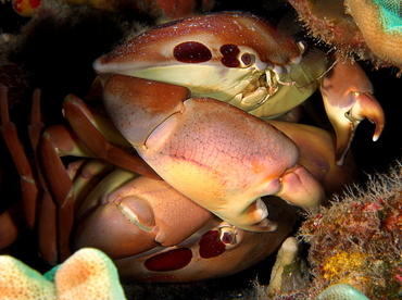 Spotted Reef Crab - Carpilius maculatus - Big Island, Hawaii